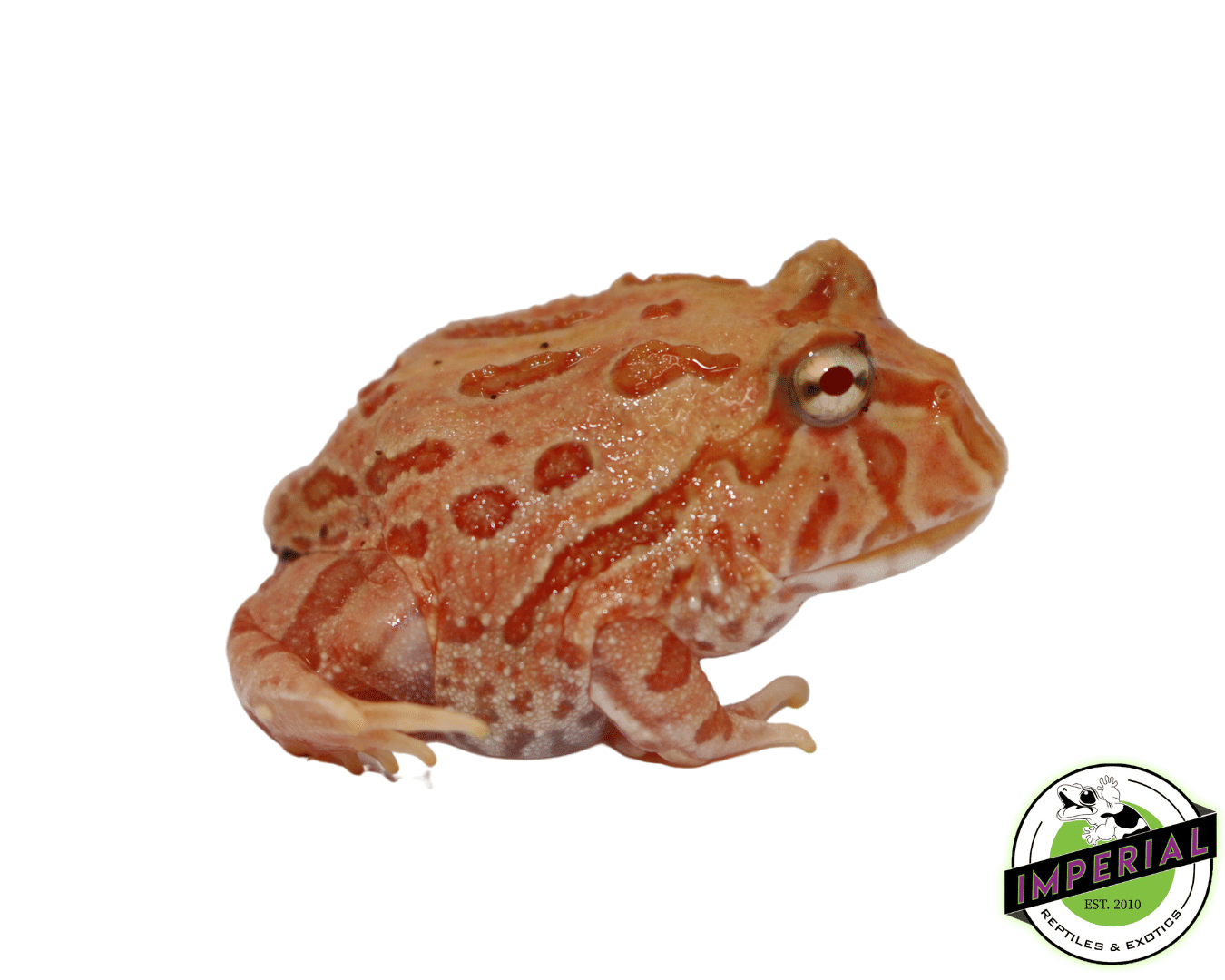 Strawberry Pacman Frog Baby