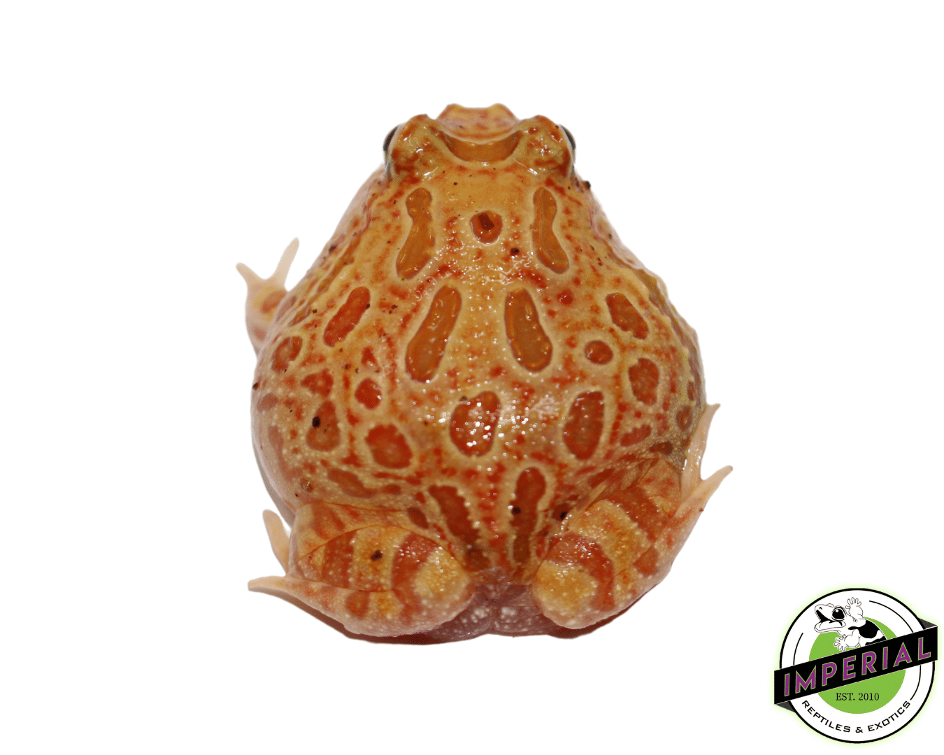 Strawberry Pineapple Pacman Frog — image 2