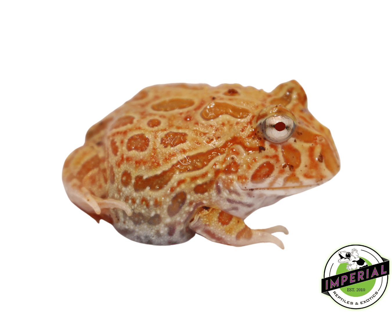 Strawberry Pineapple Pacman Frog — image 3