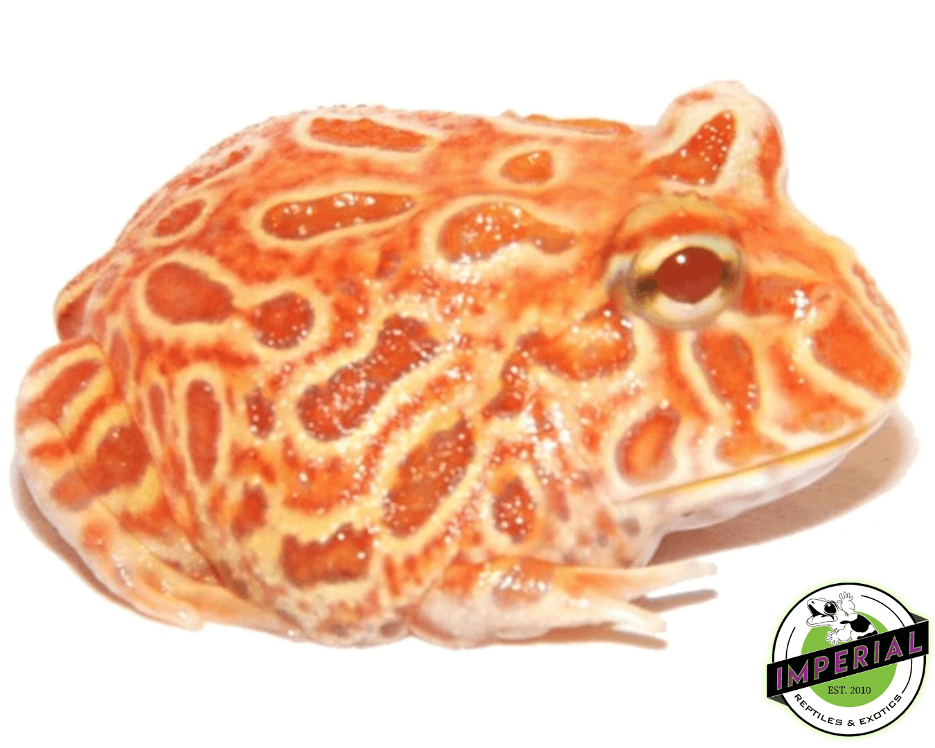 Strawberry Pineapple Pacman Frog
