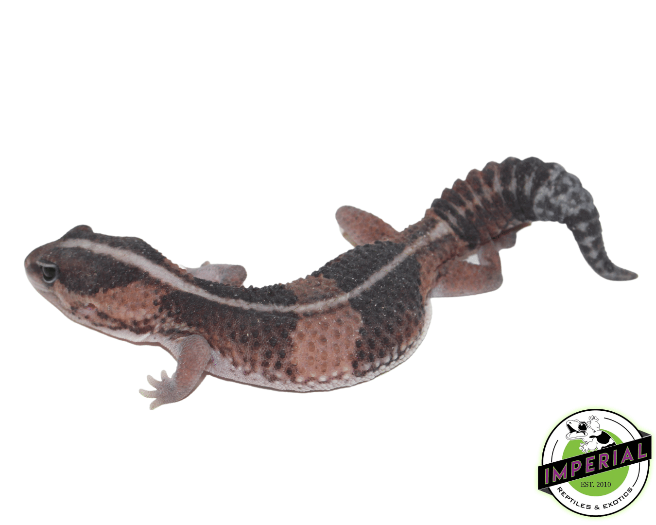 Stripe African Fat Tail Gecko — image 2