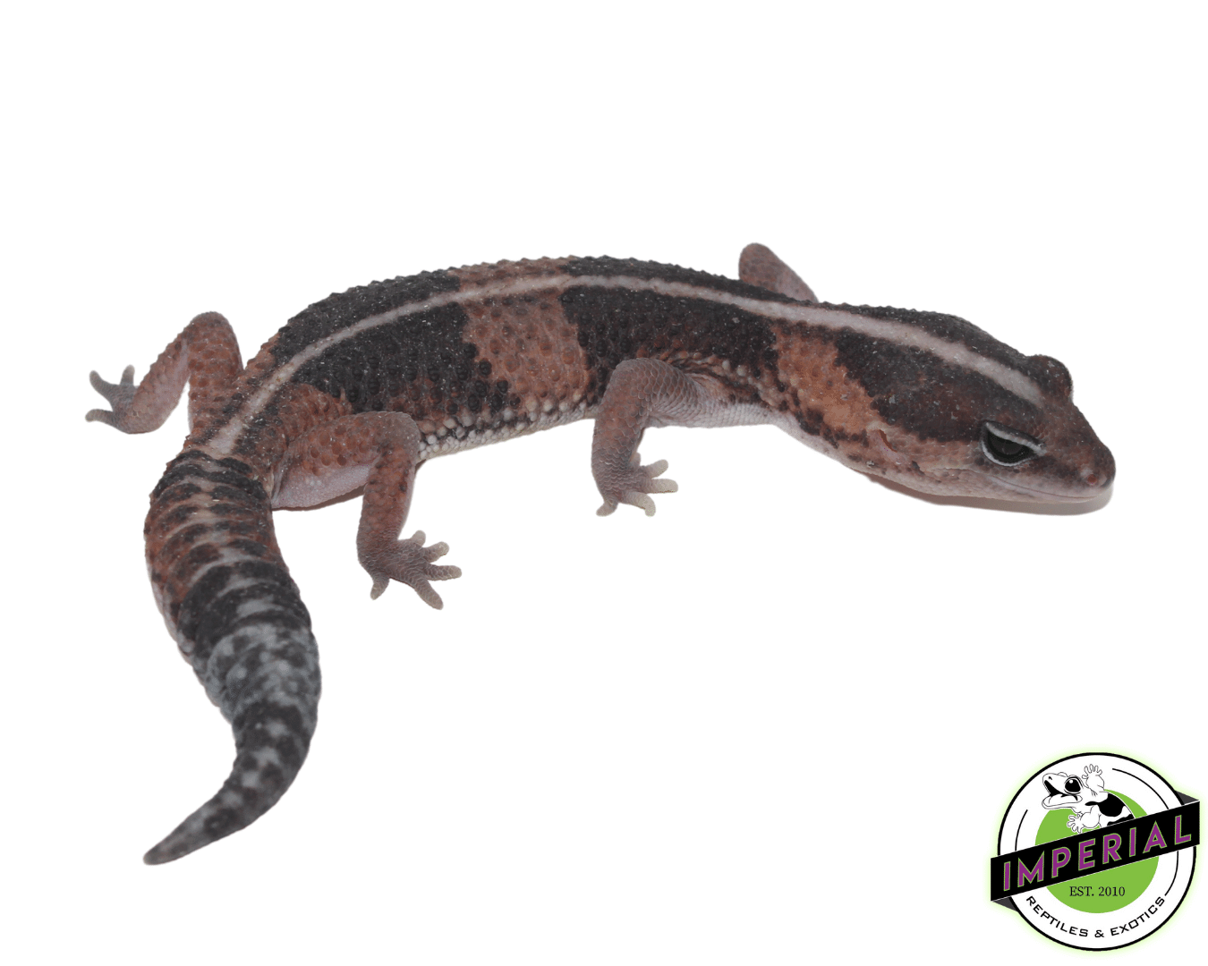 Stripe African Fat Tail Gecko
