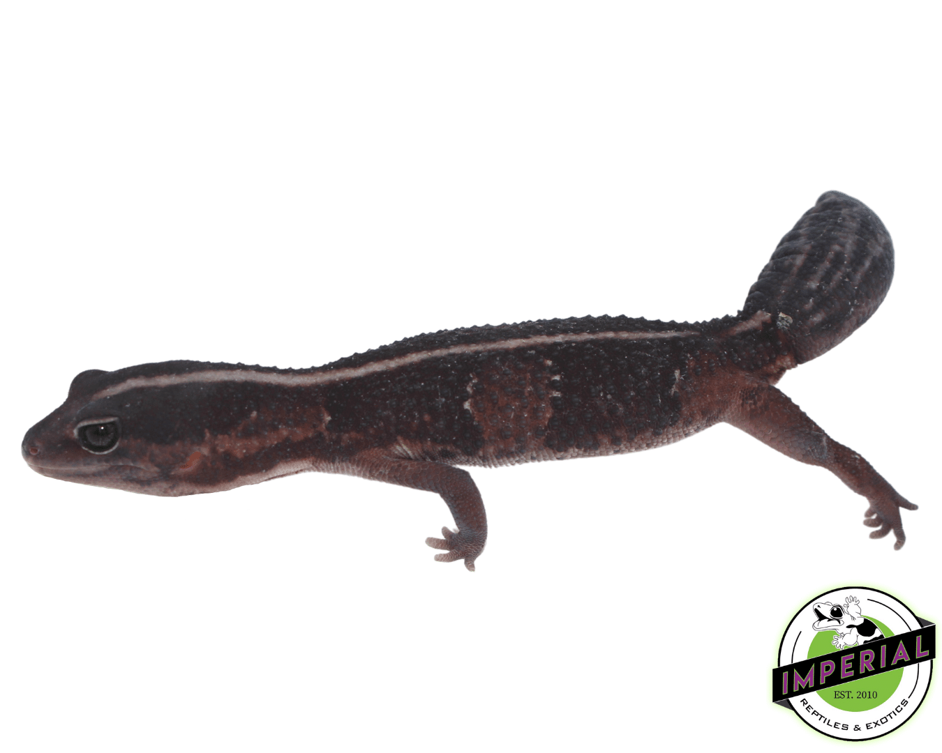Stripe African Fat Tail Gecko — image 3
