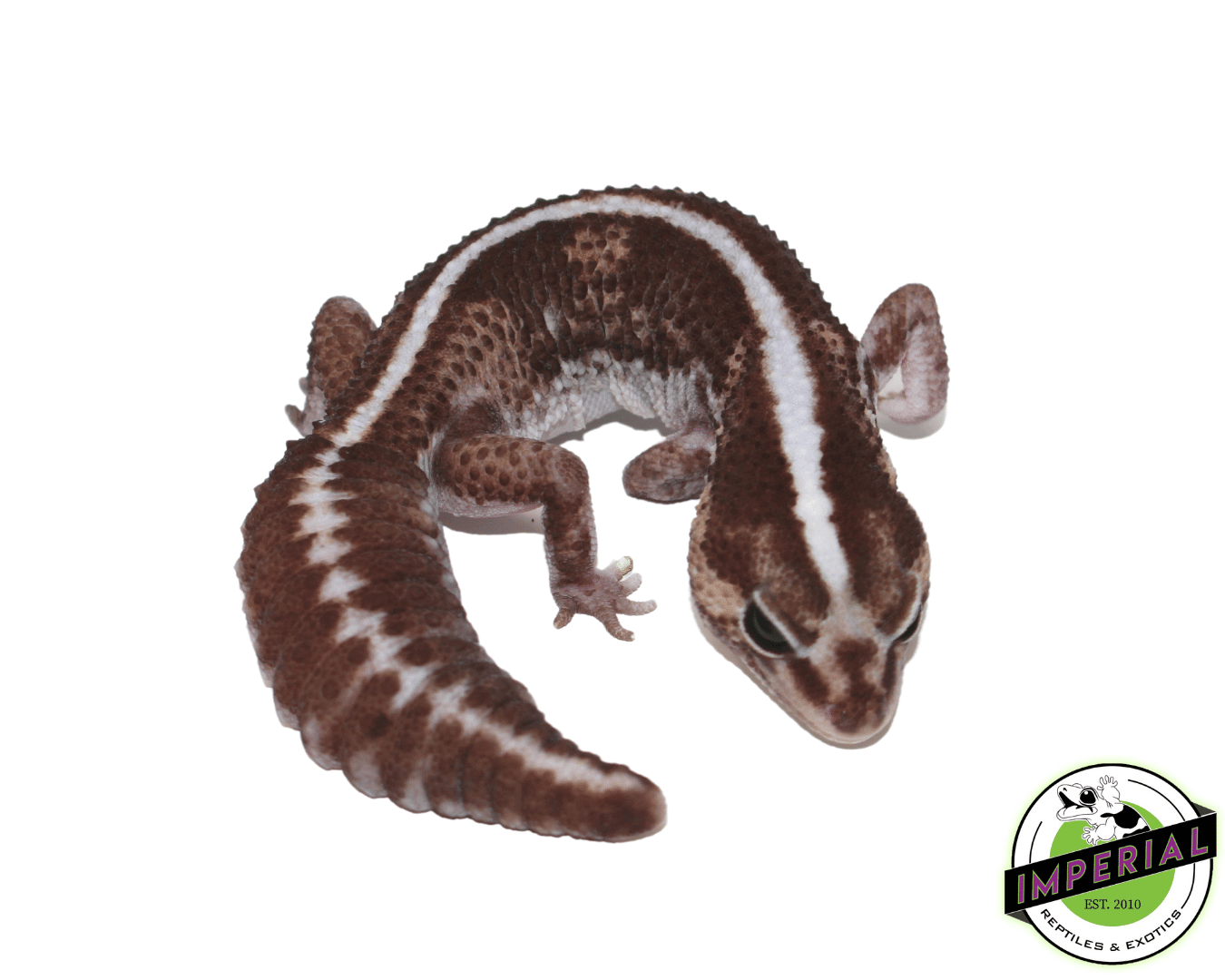 Stripe het Ghost African Fat Tail Gecko Adult — image 2