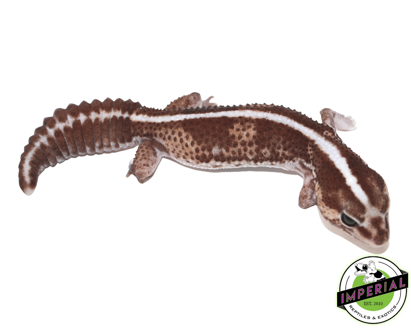 Stripe het Ghost African Fat Tail Gecko Adult