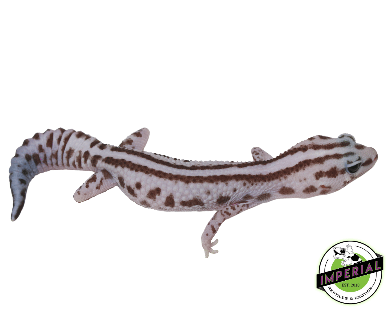 Stripe Whiteout Oreo Patternless African Fat Tail Gecko Female — image 2