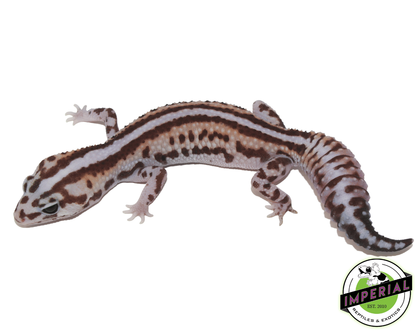 Stripe Whiteout Patternless African Fat Tail Gecko Female — image 2