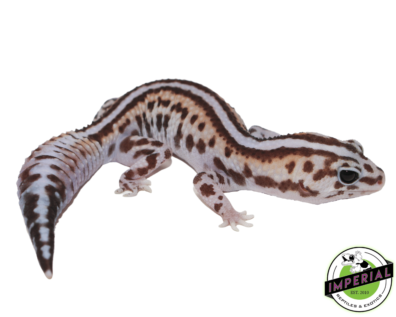 Stripe Whiteout Patternless African Fat Tail Gecko Female