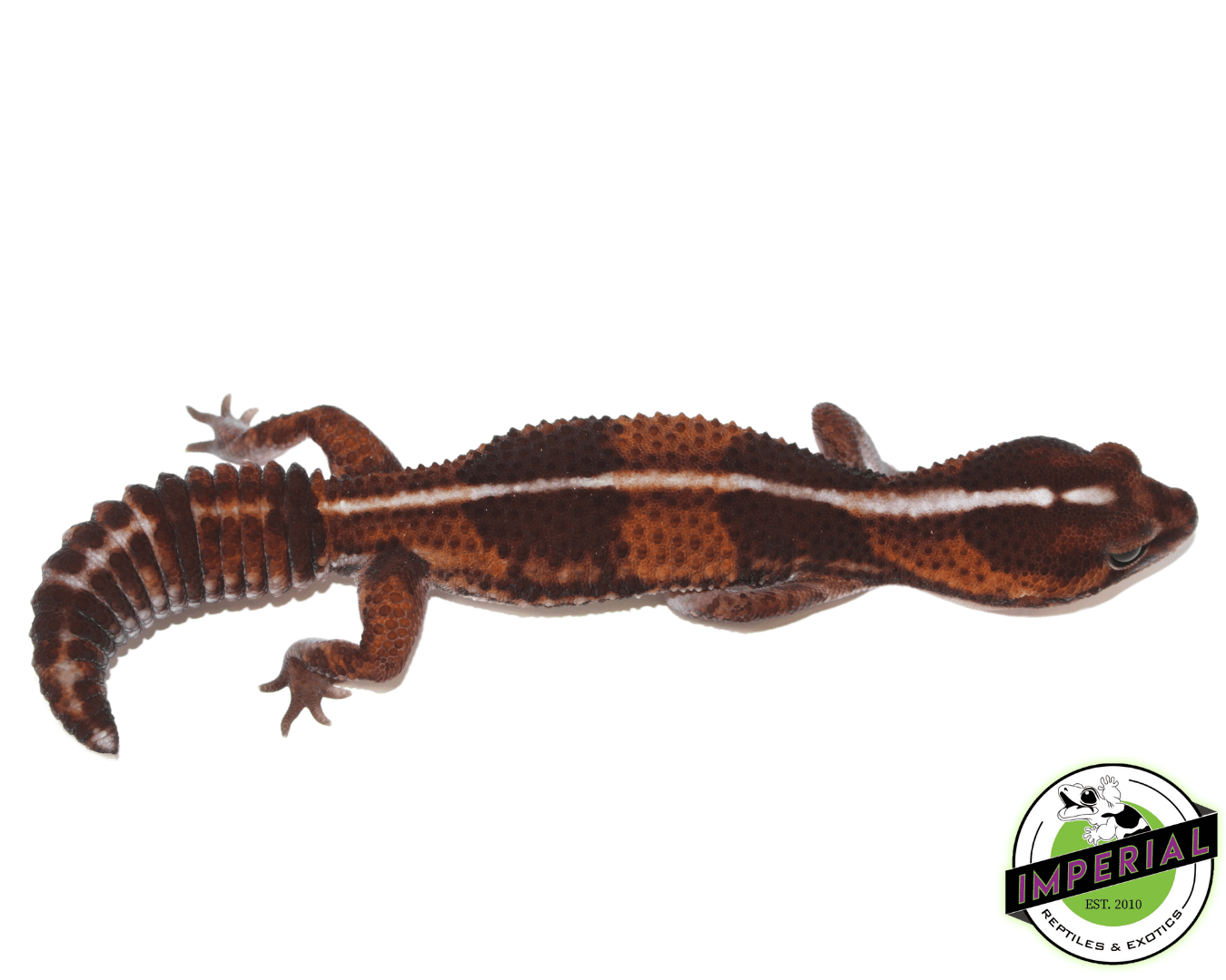 Striped 100% het. Amel ph Patternless African Fat Tail Gecko Adult Female — image 2