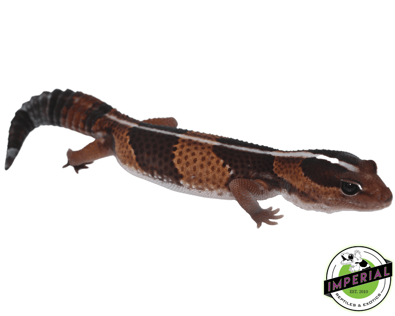 Striped African Fat Tail Gecko Adult — image 2