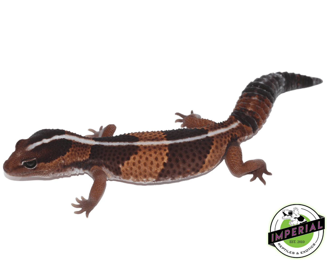 Striped African Fat Tail Gecko Adult