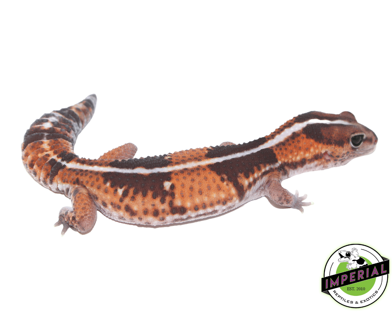 Striped African Fat Tail Gecko Adult