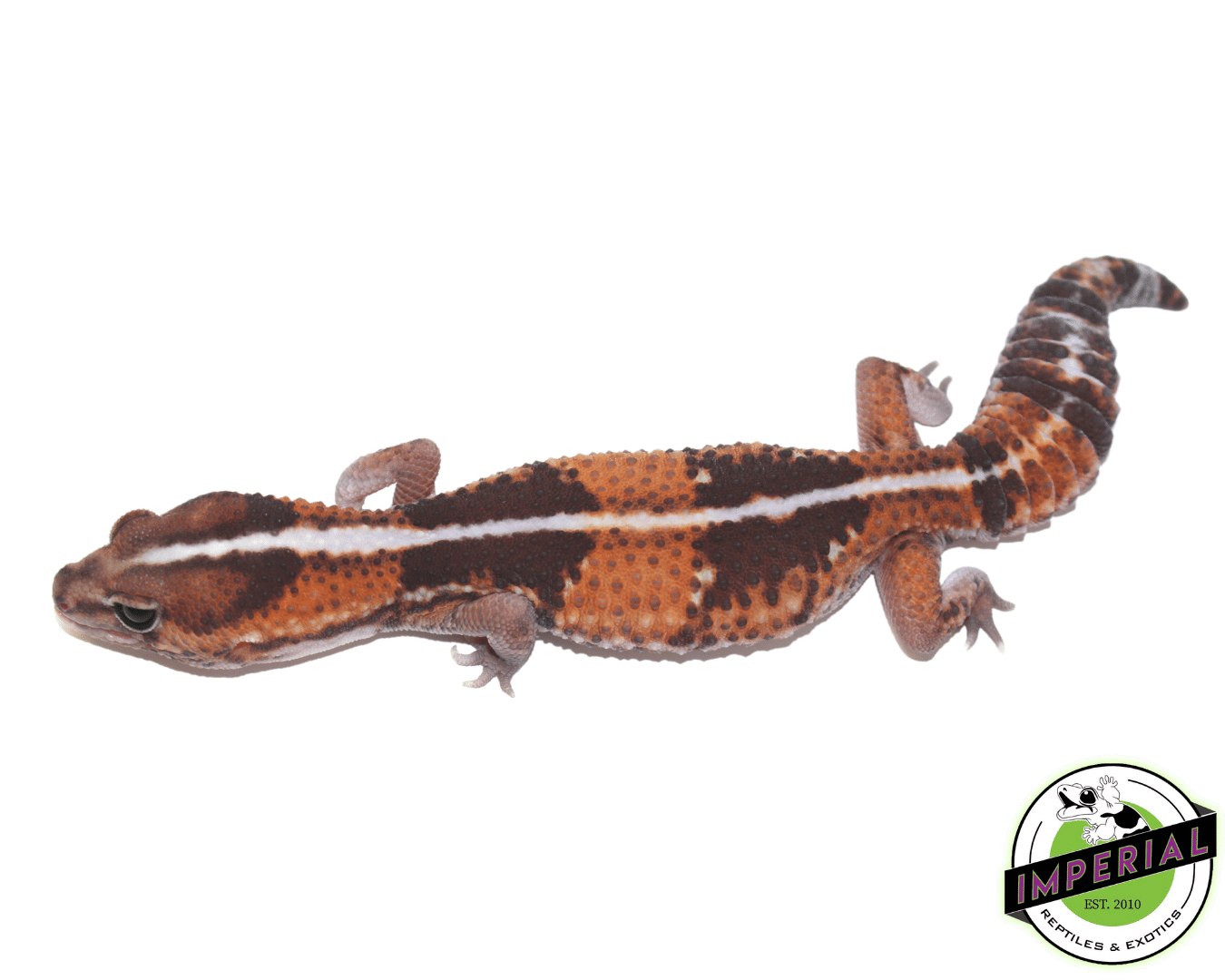 Striped African Fat Tail Gecko Adult — image 2