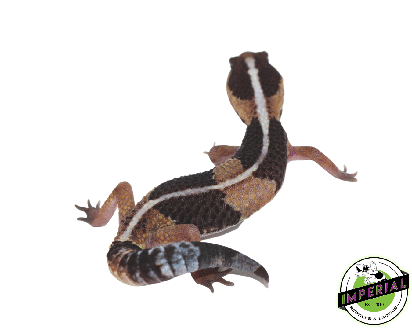 Striped African Fat Tail Gecko Baby