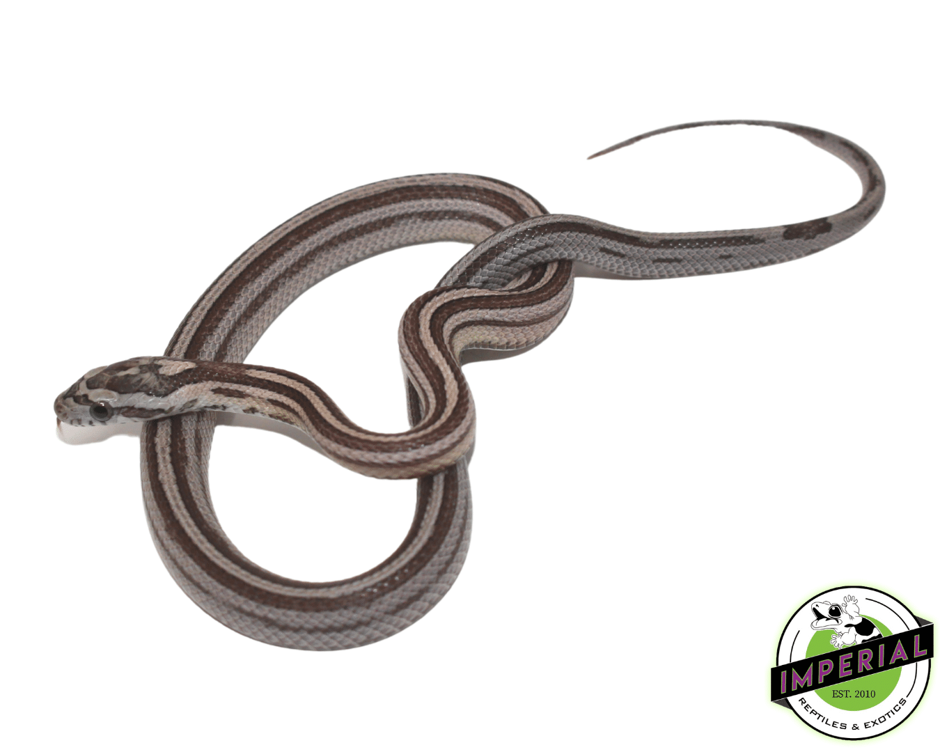 Striped Anery Corn Snake Baby