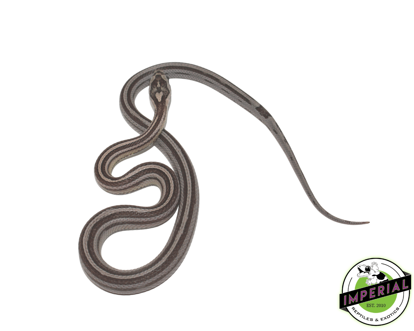 Striped Anery Corn Snake Baby — image 3