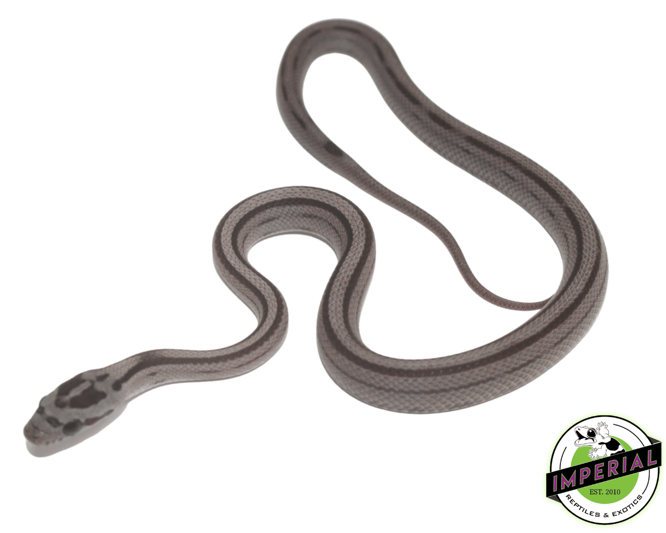 Striped Anery Corn Snake Baby — image 2
