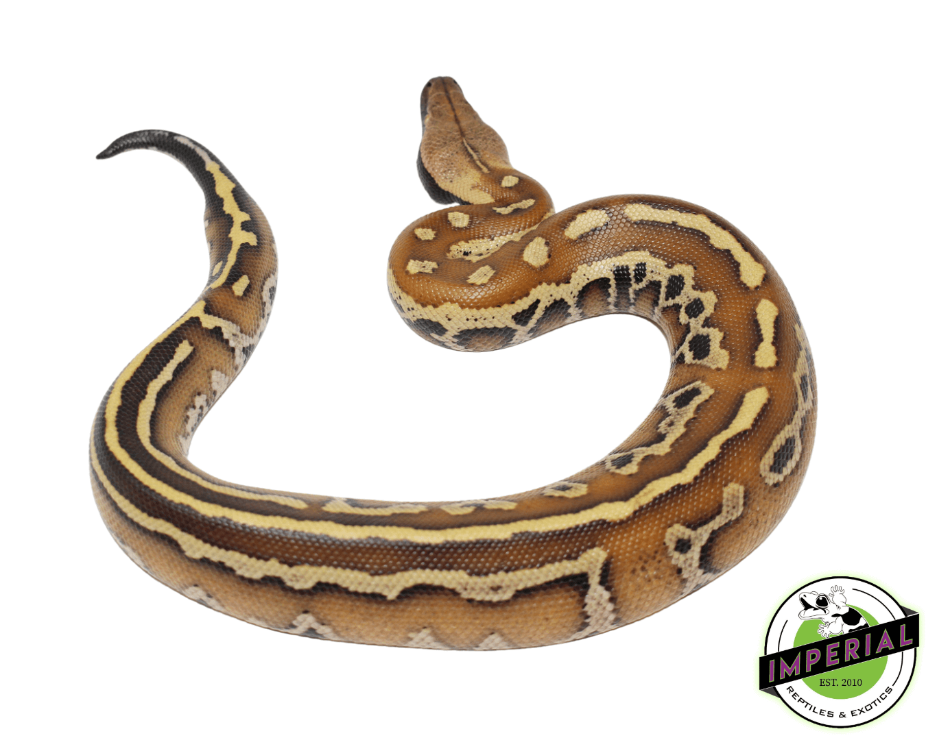 Striped Bangka Blood Python Male #32723-01 — image 2