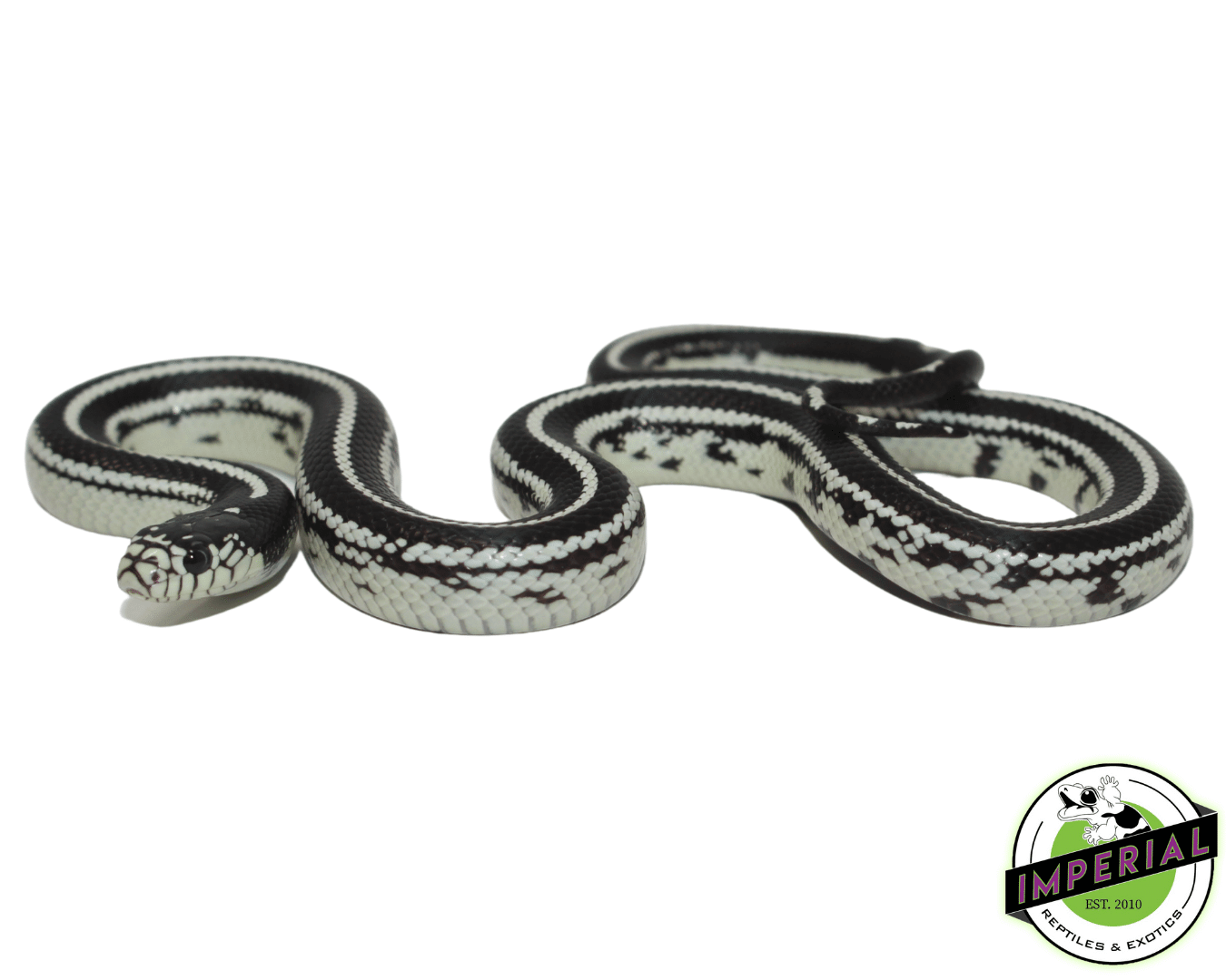 Striped California Kingsnake — image 2