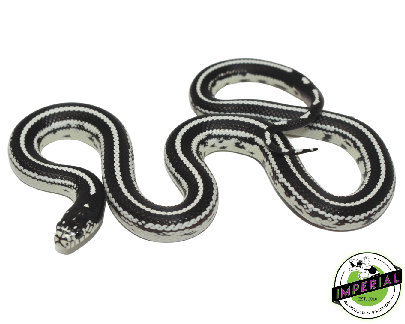 Striped California Kingsnake