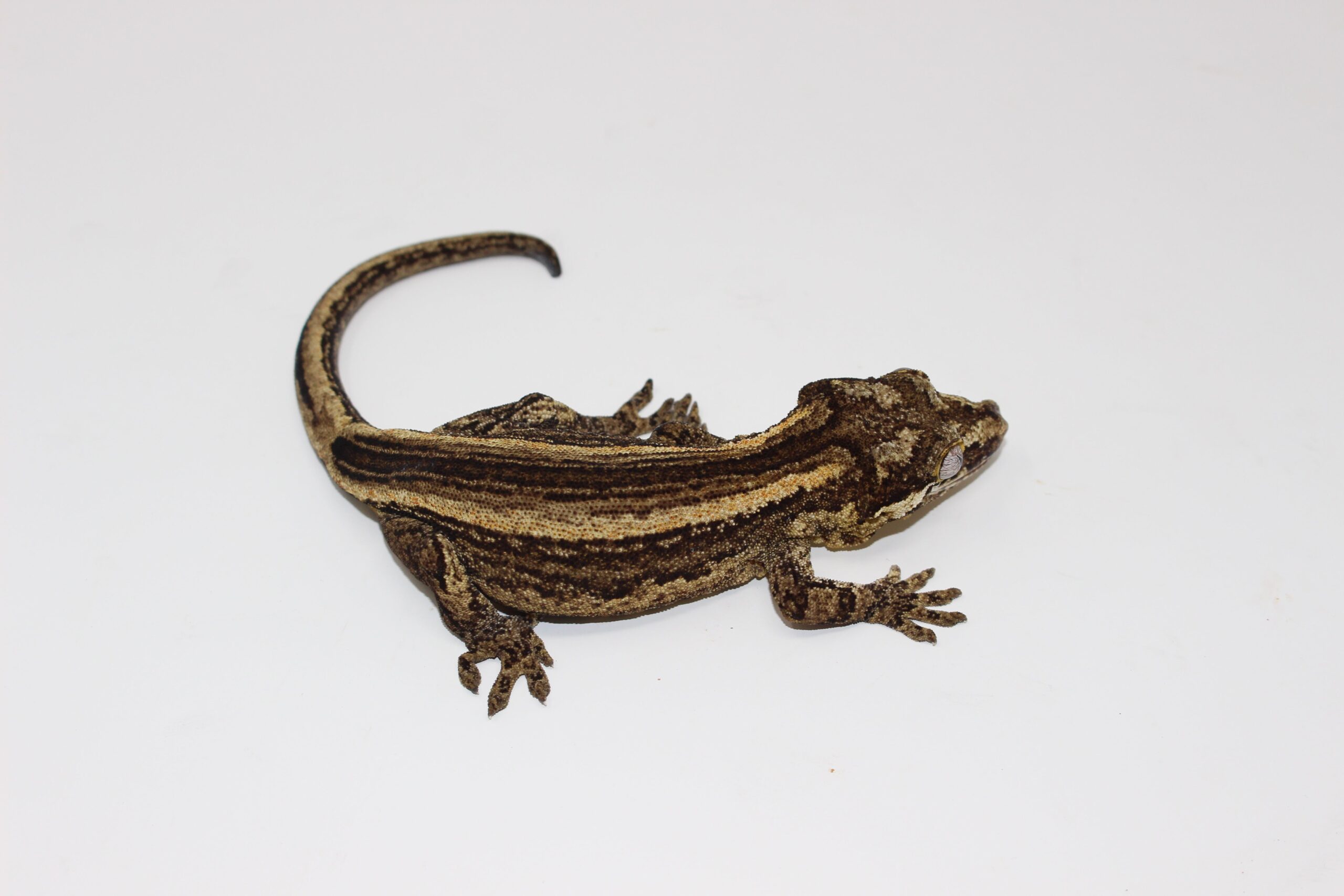 Striped Gargoyle Gecko — image 3