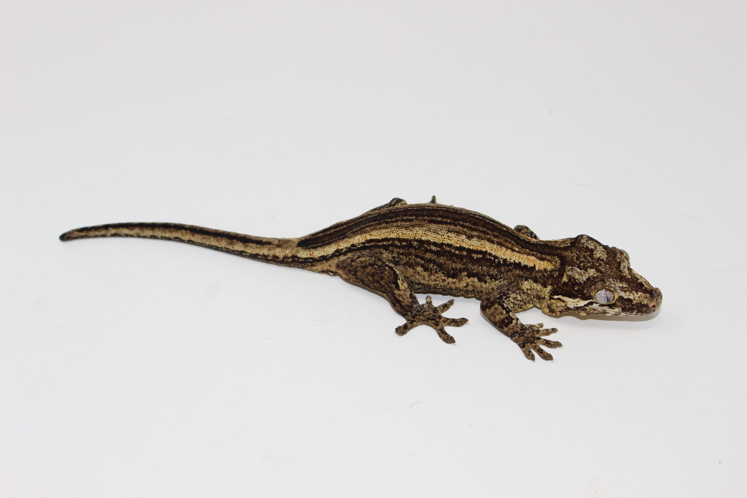 Striped Gargoyle Gecko — image 2