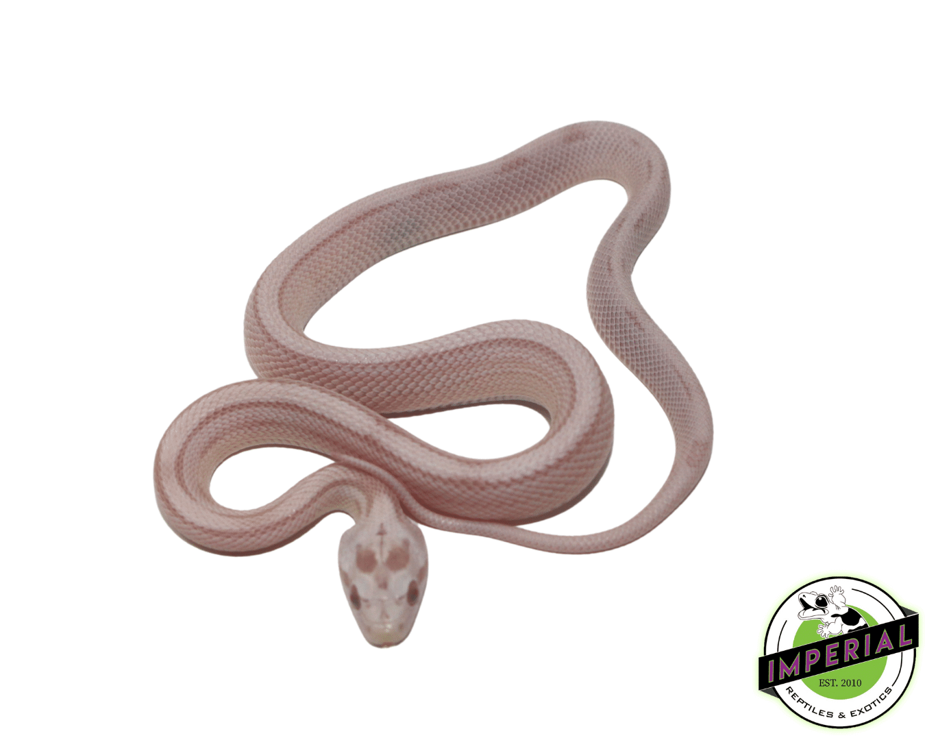 Striped Snow Corn Snake Baby — image 2
