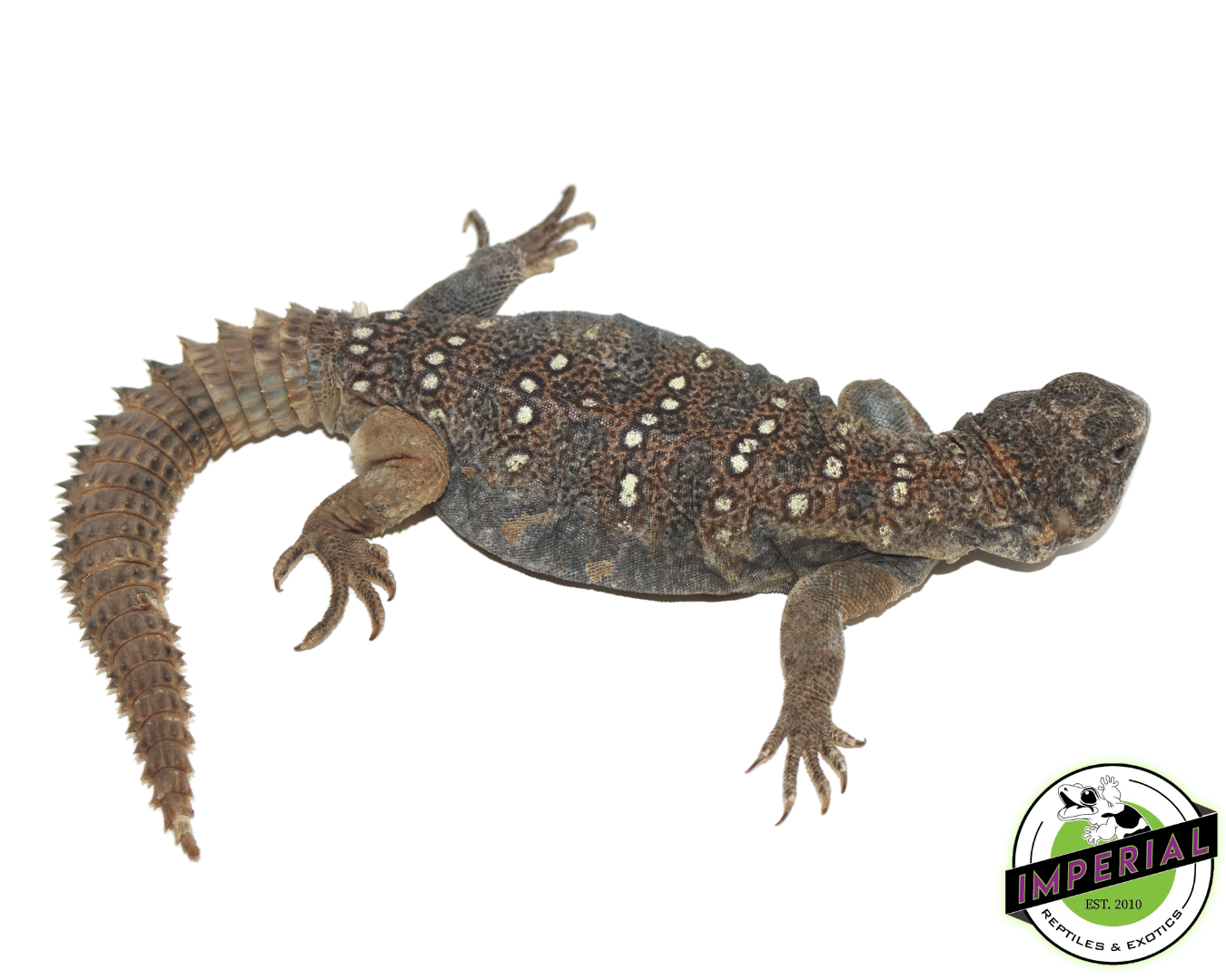 Sudanese Uromastyx — image 3