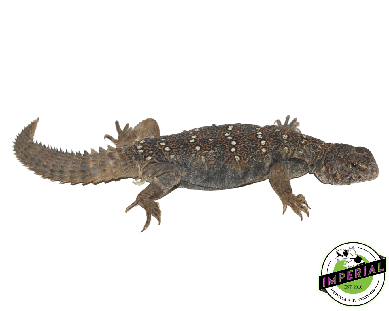 Sudanese Uromastyx — image 2