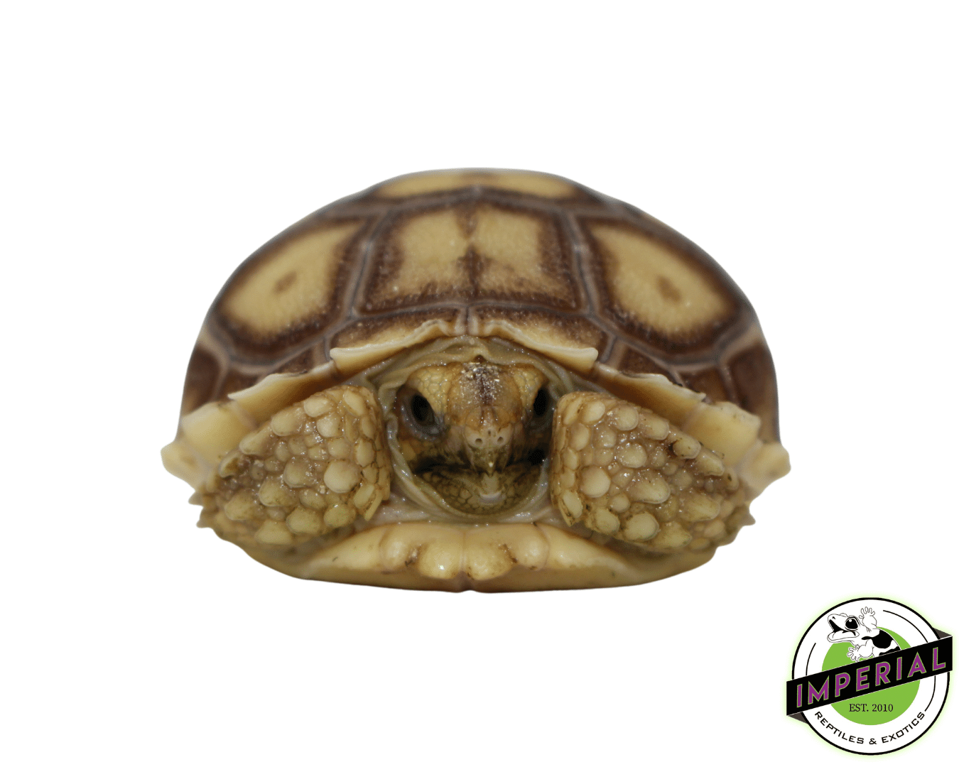 Sulcata Tortoise Baby