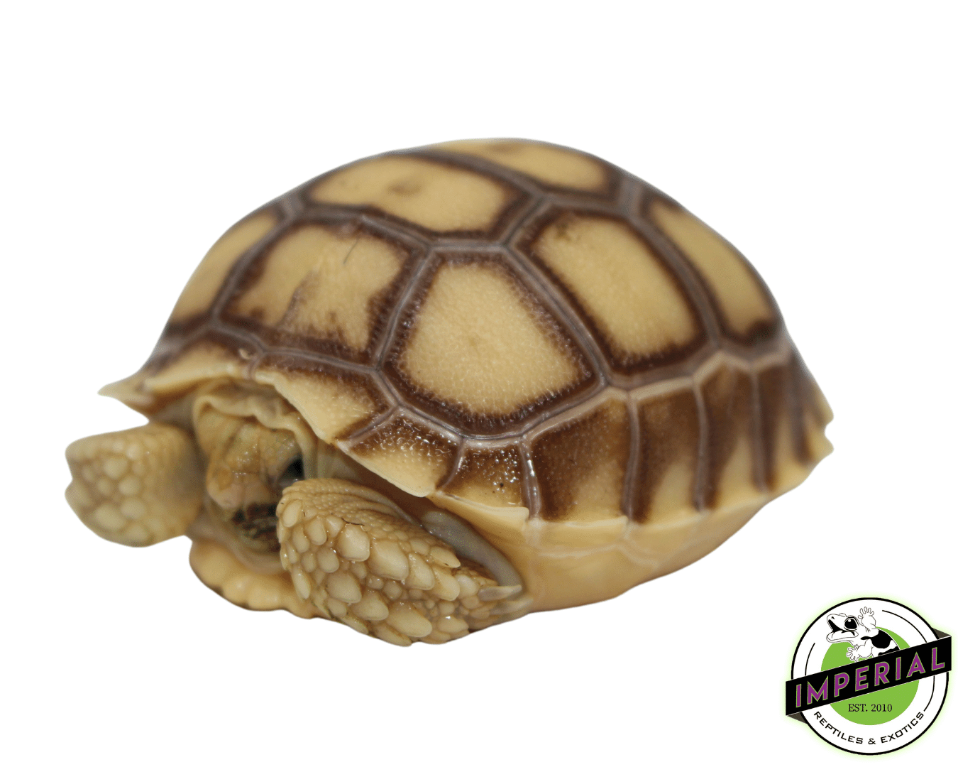 Sulcata Tortoise Baby — image 2