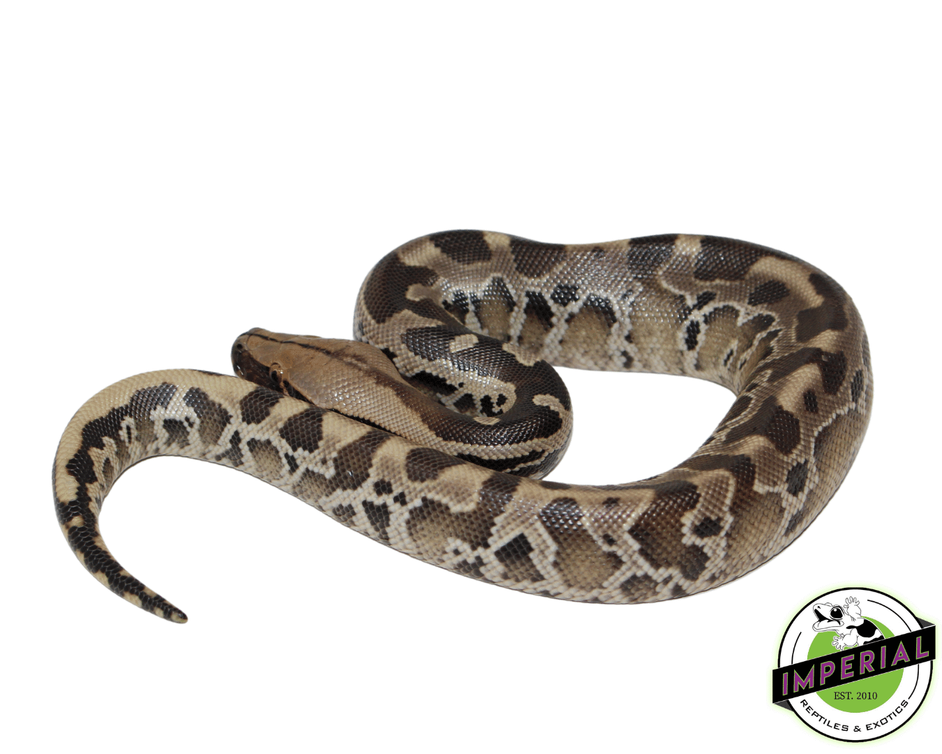 Sumatran Short Tail Python (Black Blood) Baby — image 2