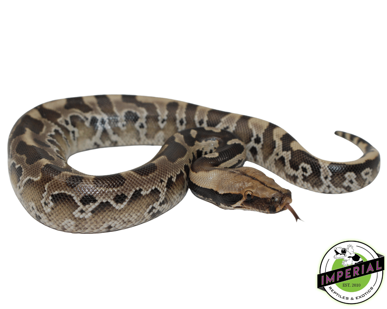 Sumatran Short Tail Python (Black Blood) Baby