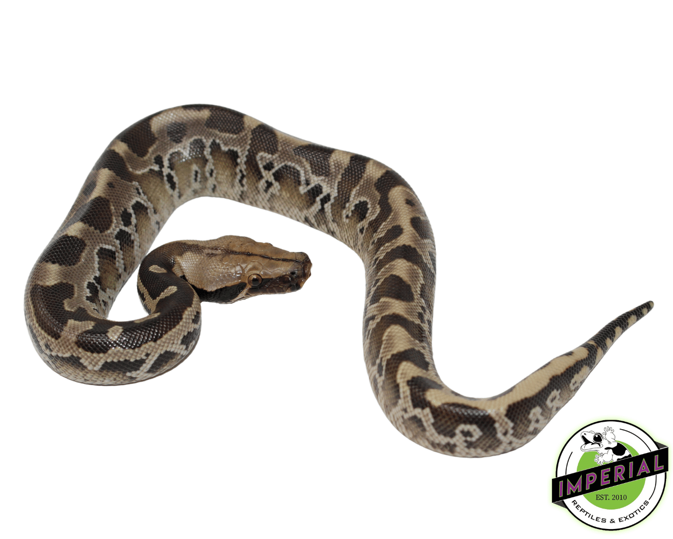 Sumatran Short Tail Python (Black Blood) Baby — image 3
