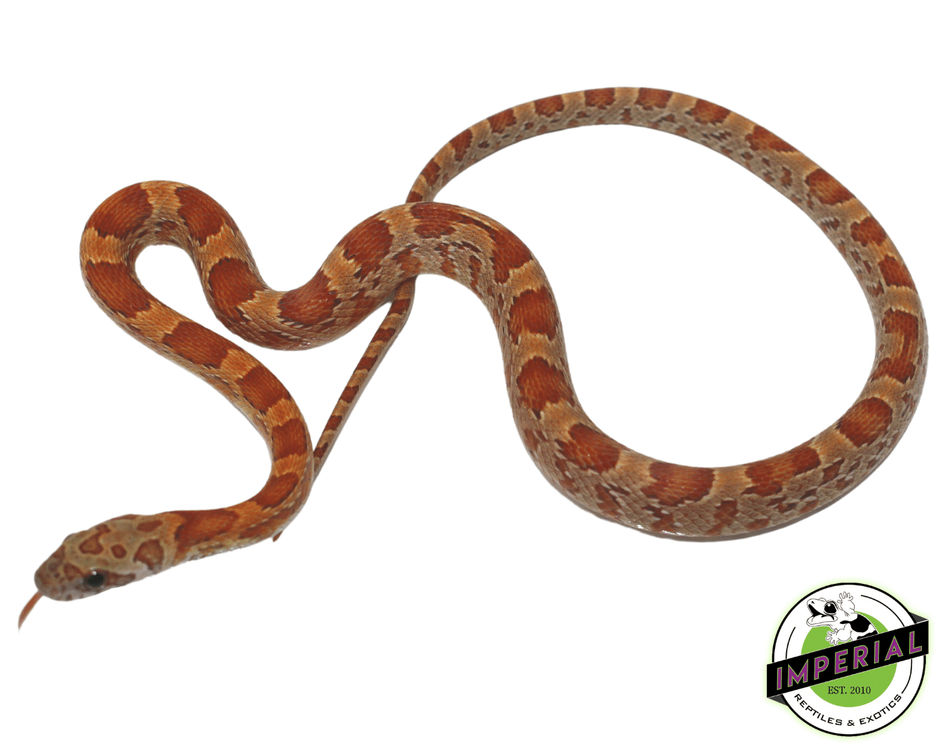 Sunkissed Corn Snake — image 2
