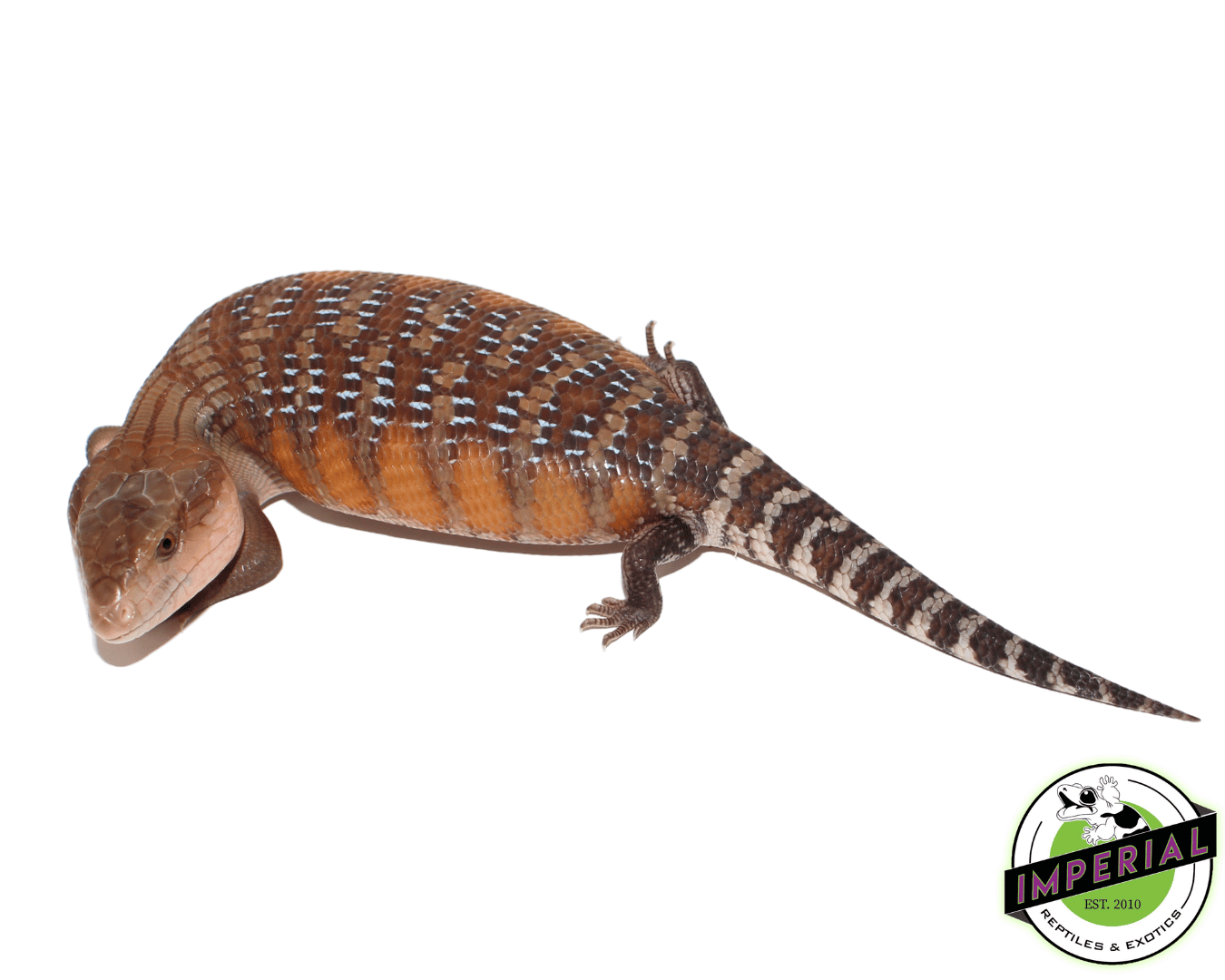 Sunrise Northern Blue Tongue Skink Baby — image 2