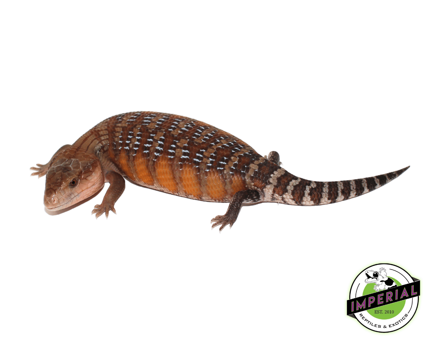 Sunrise Northern Blue Tongue Skink Baby