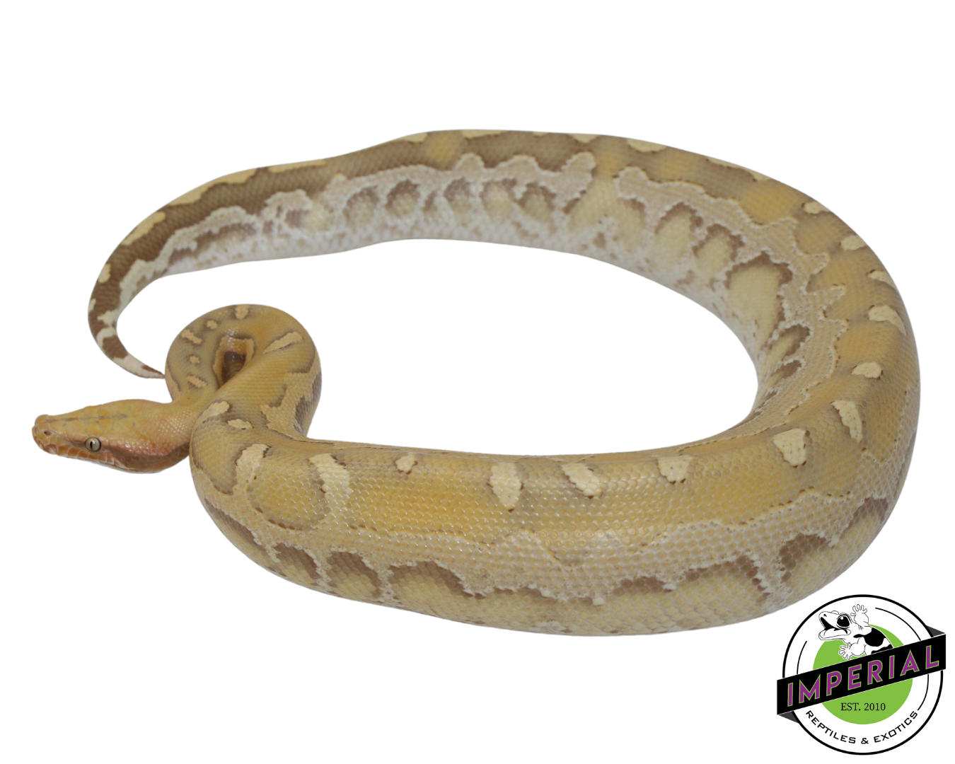 Sunset Borneo Short Tail Python Yearling