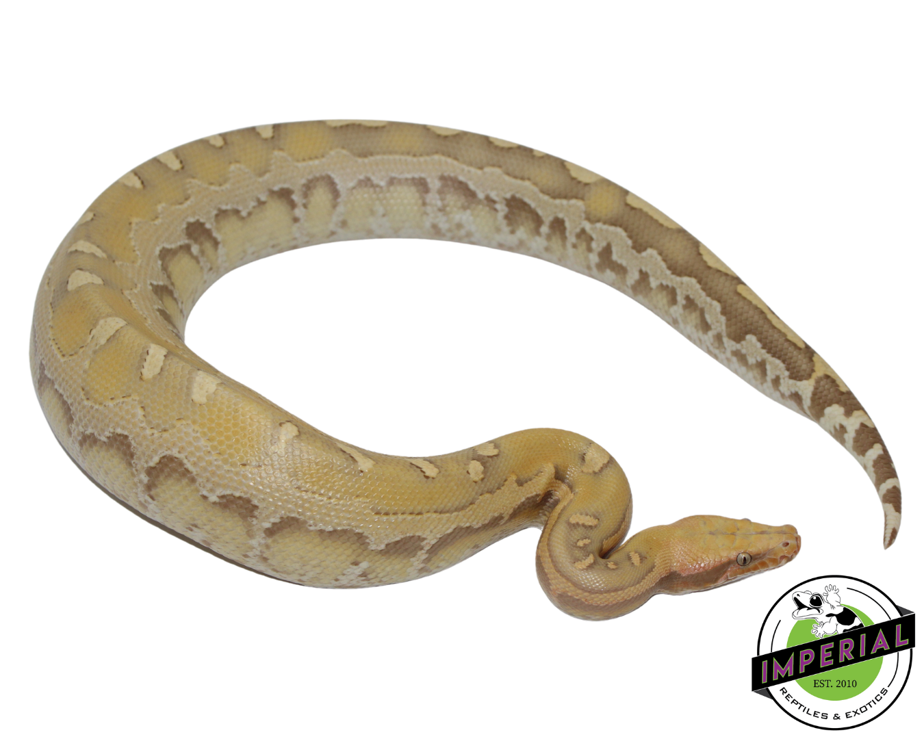 Sunset Borneo Short Tail Python Yearling — image 2