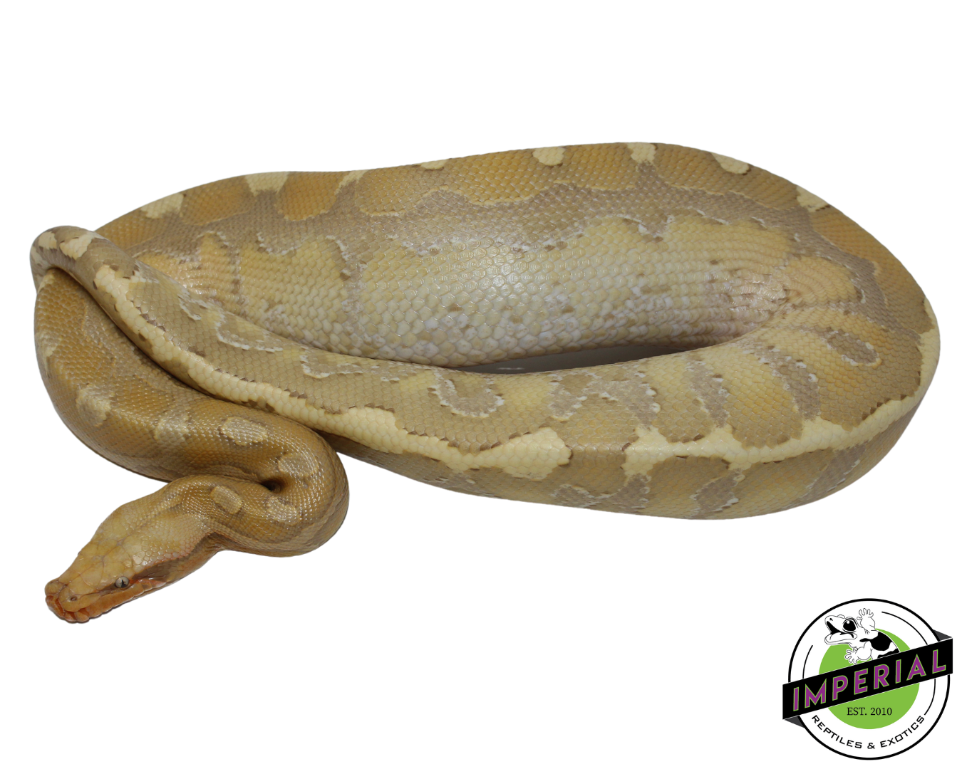 Sunset Borneo Short Tail Python Yearling — image 3