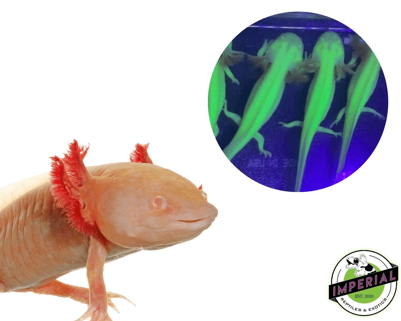 Super GFP Albino Axolotl (4-5")