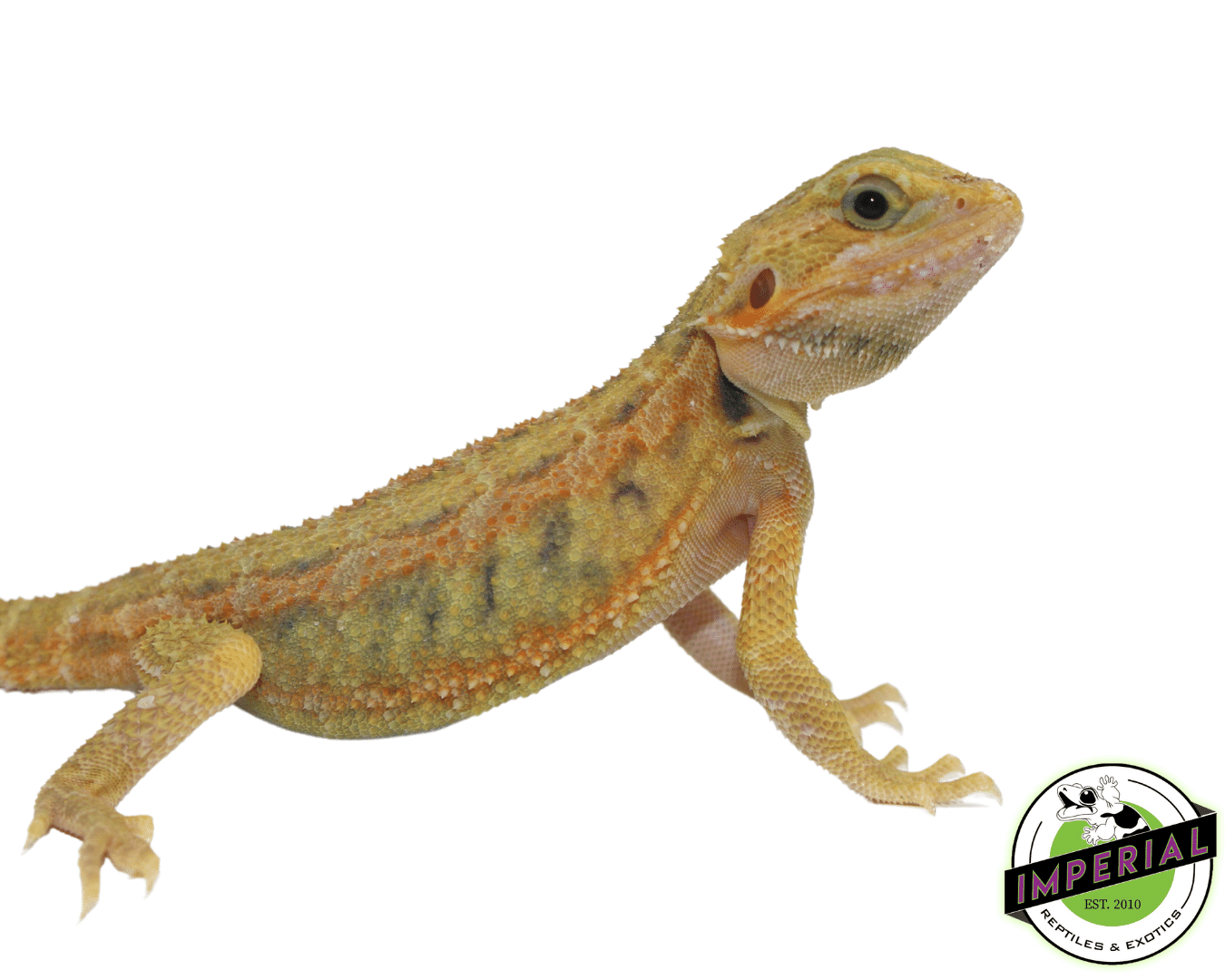 Super Lemon Hypo Translucnet Bearded Dragon Baby — image 2