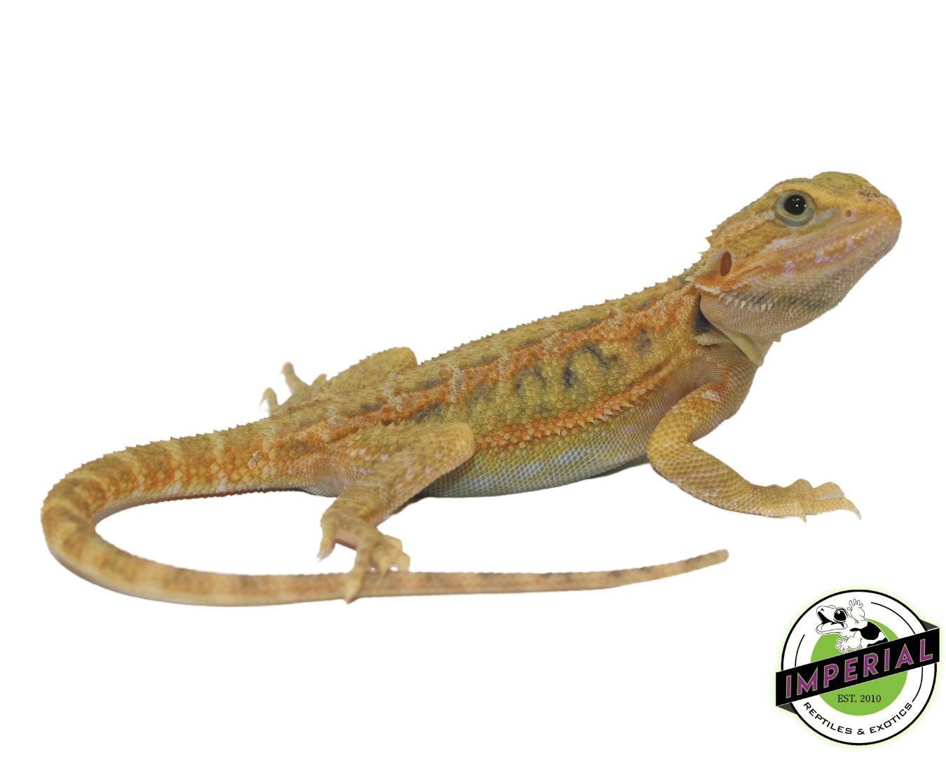 Super Lemon Hypo Translucnet Bearded Dragon Baby