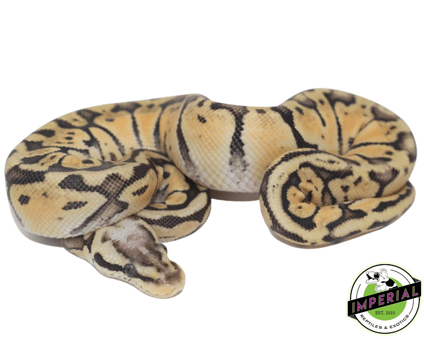 Super Pastel Ball Baby