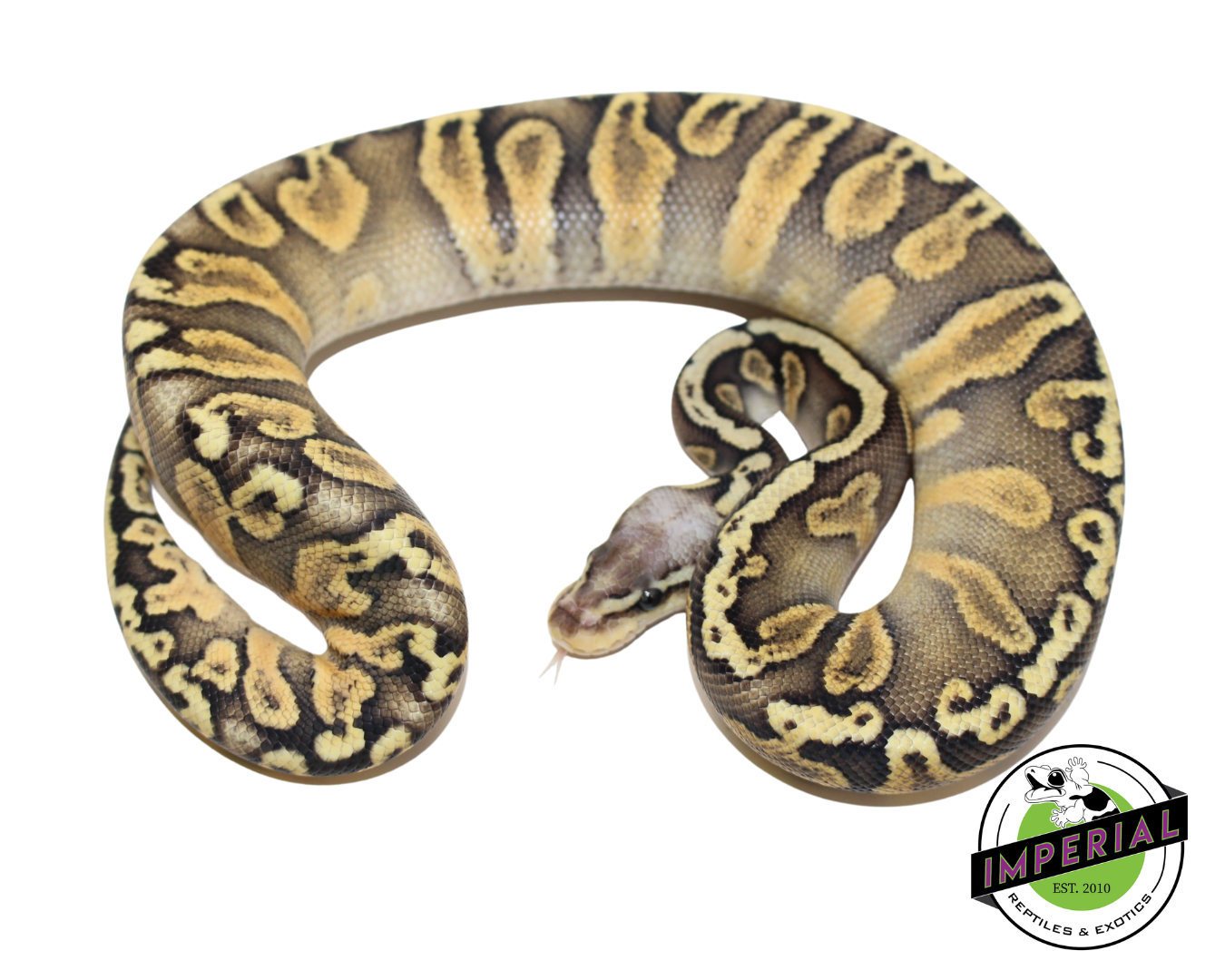 Super Pastel GHI Chocolate Ball Python Baby — image 2