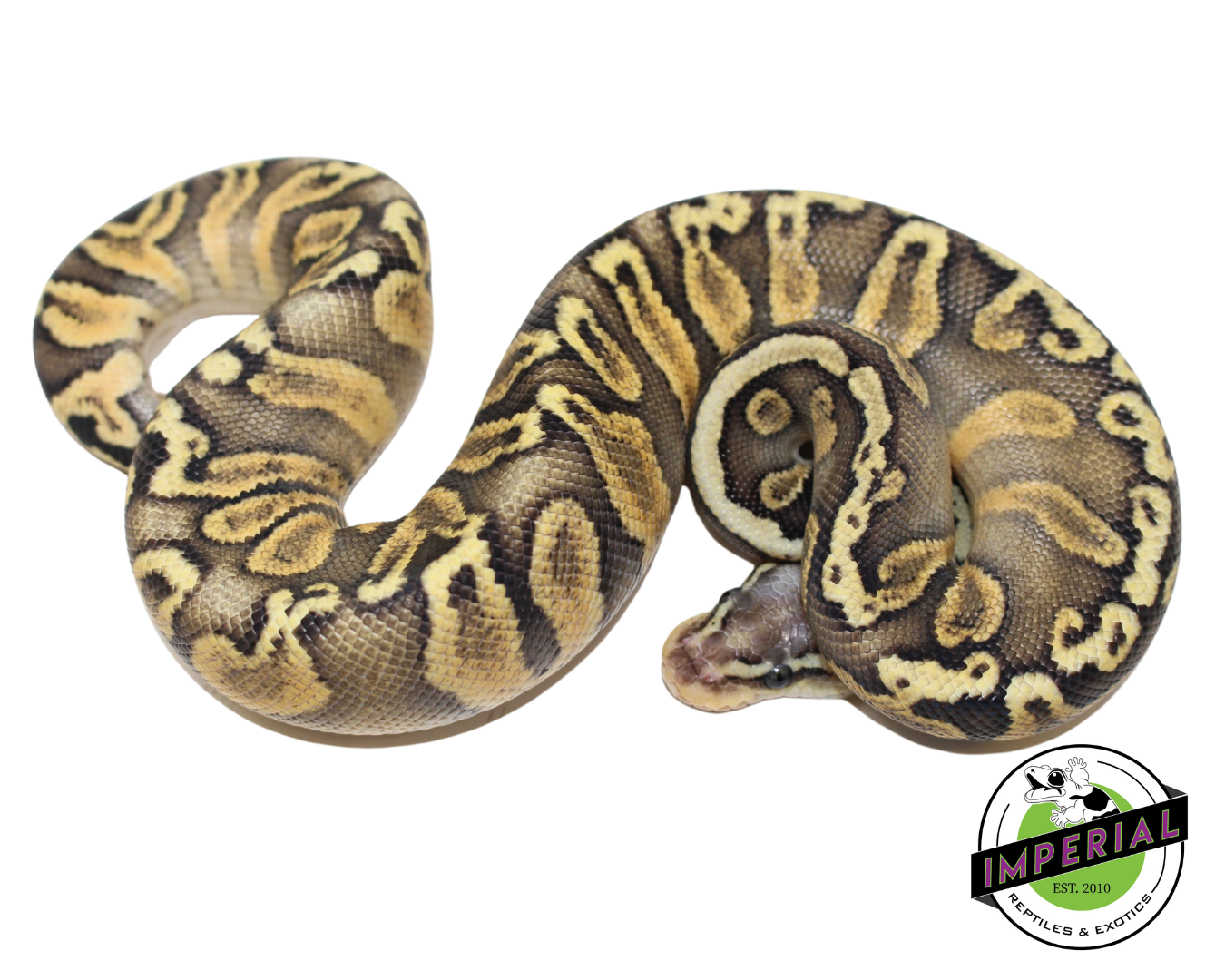 Super Pastel GHI Chocolate Ball Python Baby — image 3