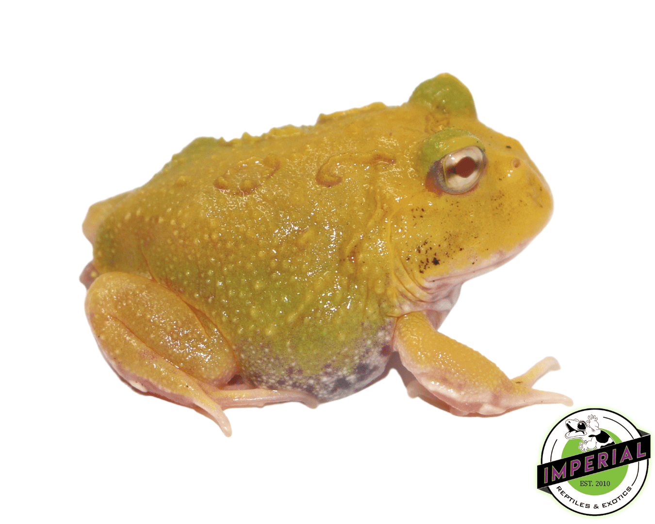 Super Pikachu PacMan Frog Baby