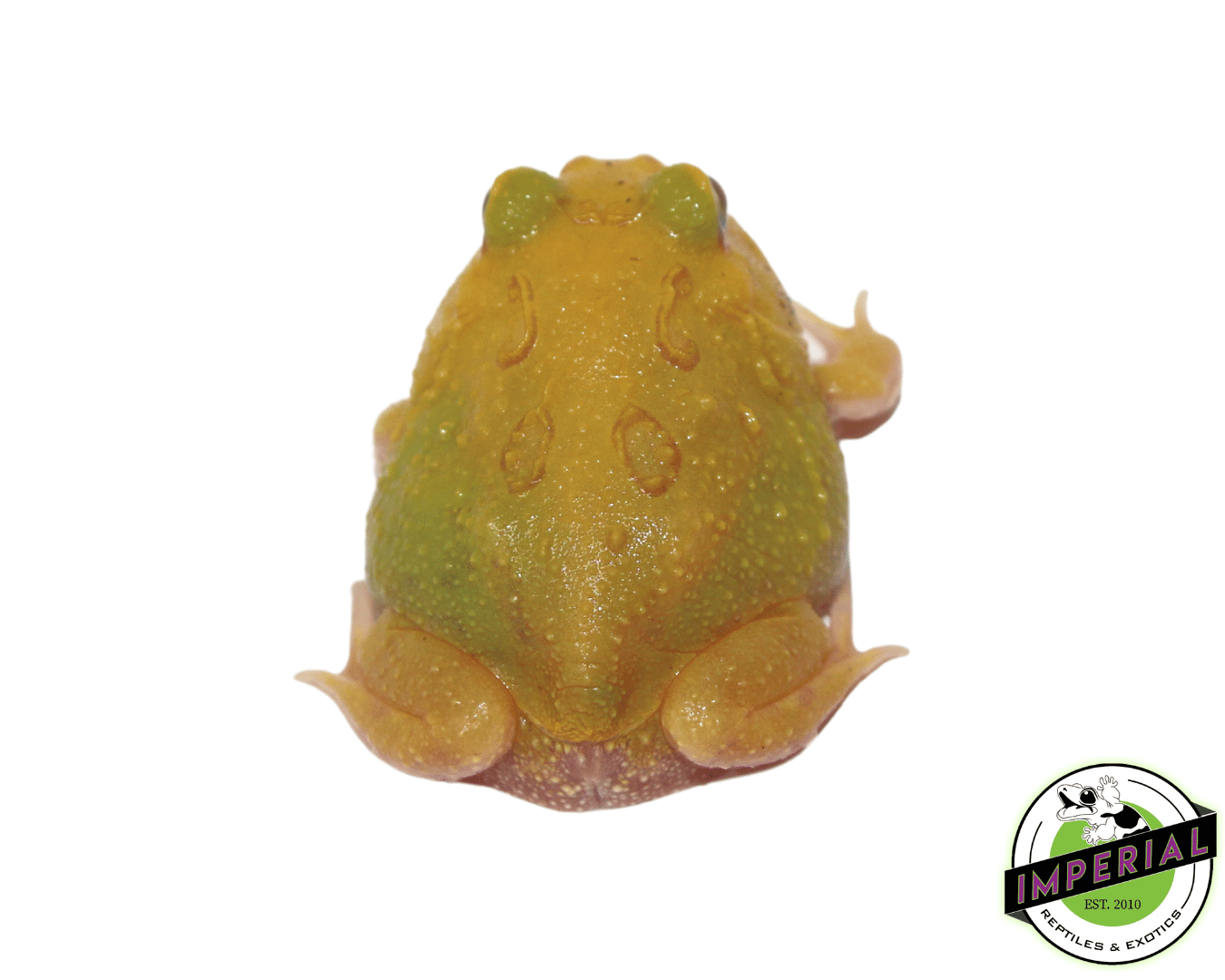 Super Pikachu PacMan Frog Baby — image 2
