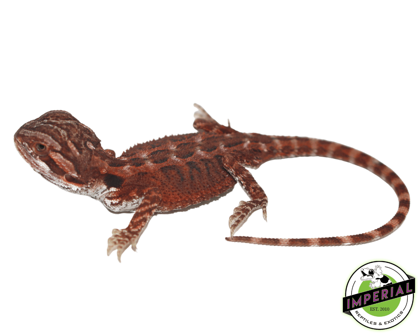 Super Red Bearded Dragon Baby — image 3