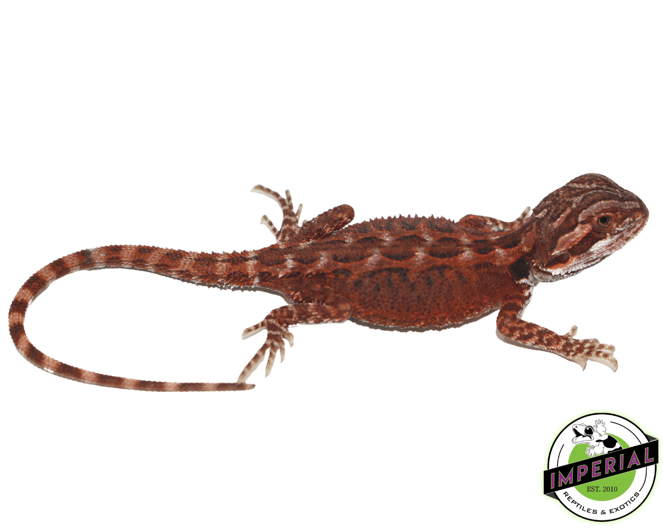 Super Red Bearded Dragon Baby